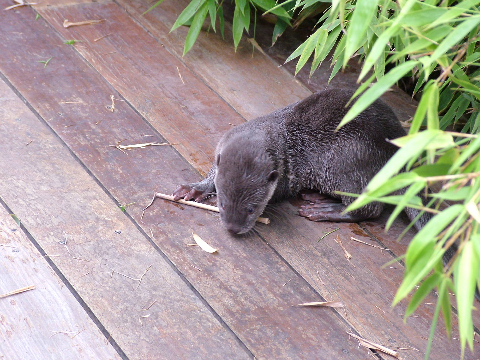 Smooth-coated Otter at the RSCC, 31/07/10