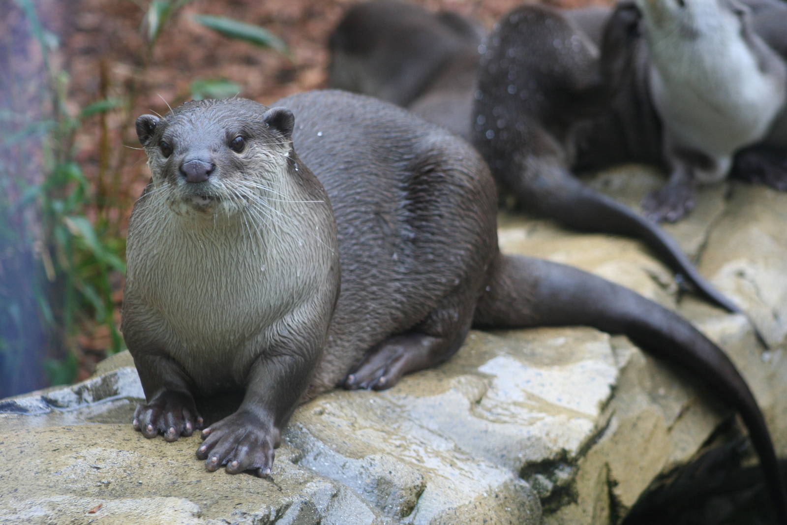 Smooth-Coated Otter @ Colchester, 23.10.2012