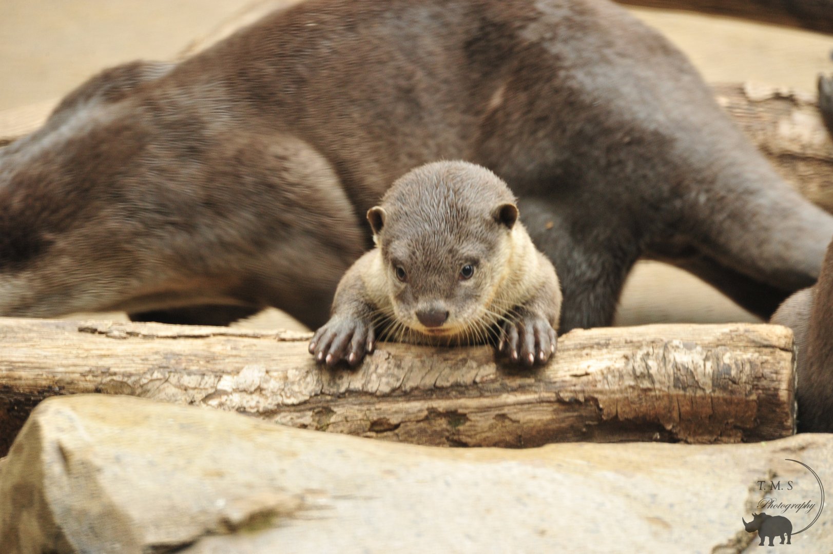 Smooth-Coated Otter Cub