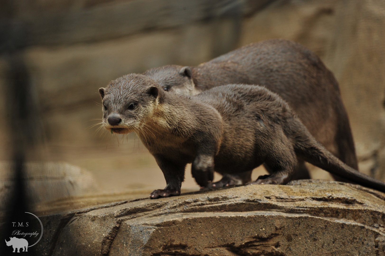 Smooth-Coated Otter Cub