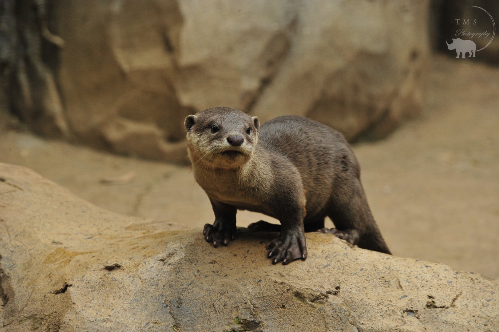 Smooth-Coated Otter Cub