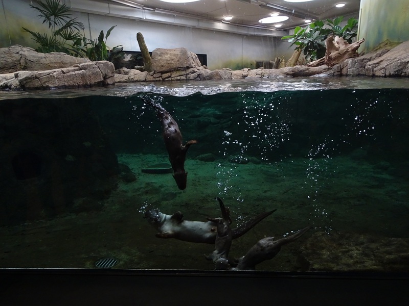 Smooth-coated otter dad and cubs