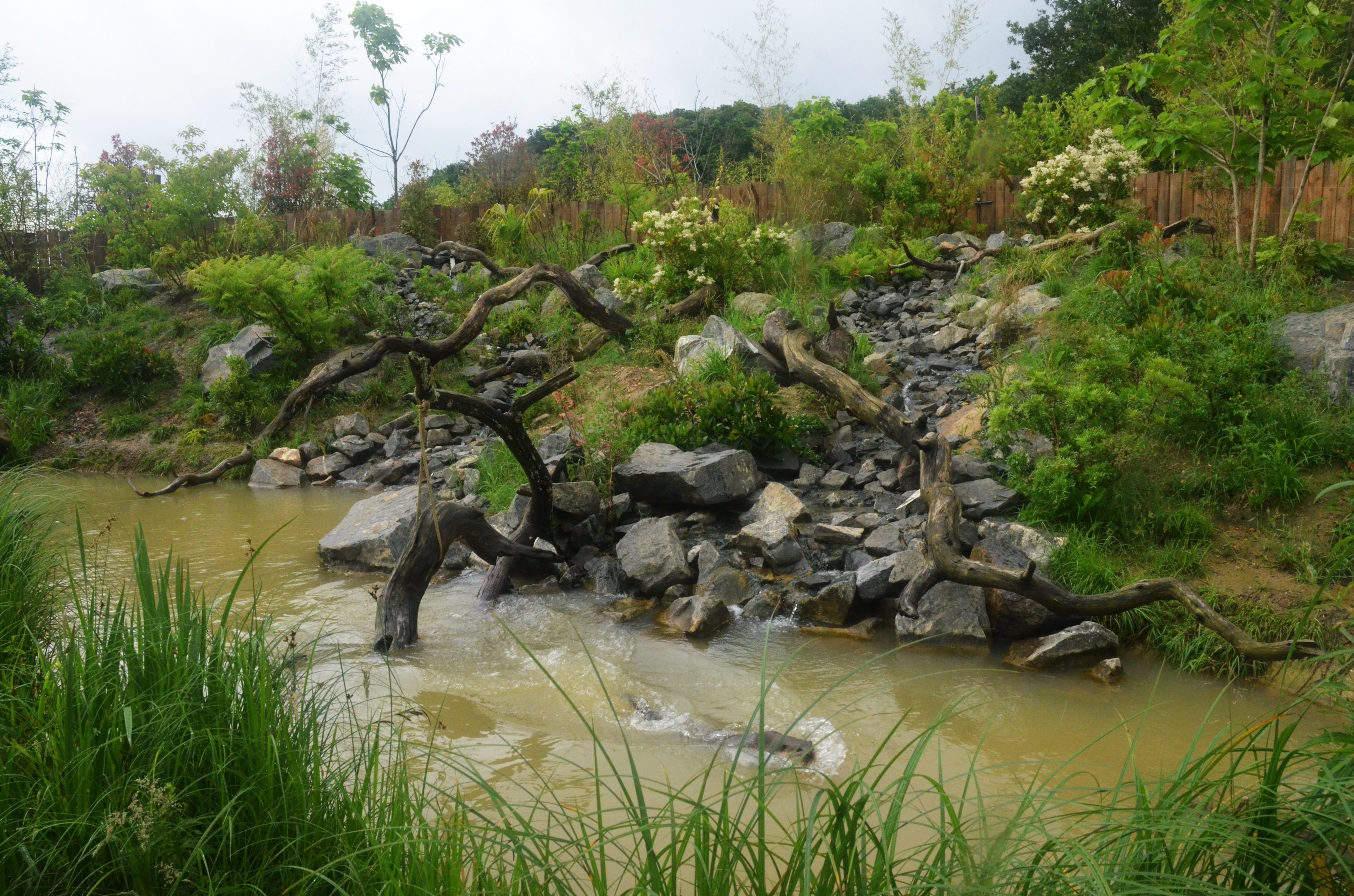 Smooth-coated Otter Enclosure at La Flèche, 11/06/18