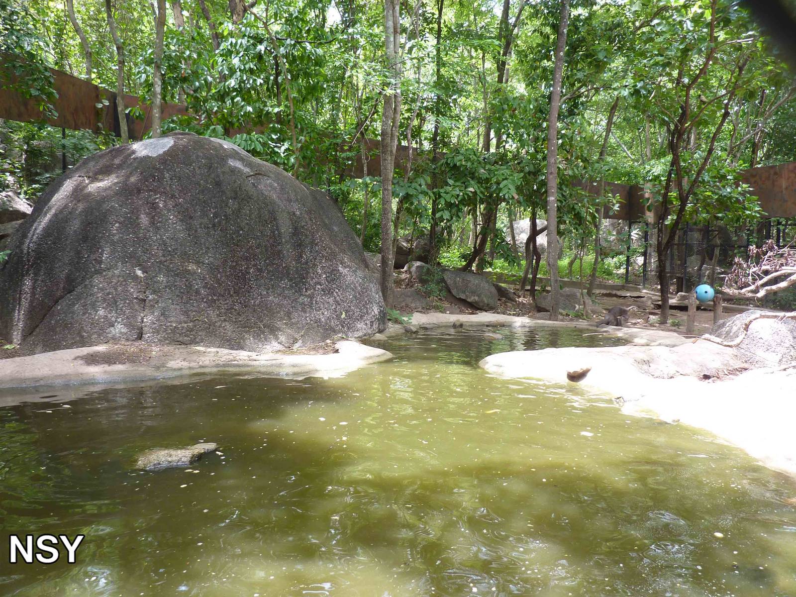 Smooth-coated otter enclosure, May 2013.
