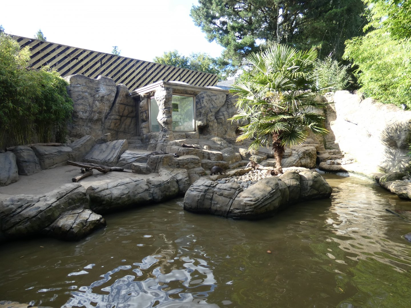 Smooth-coated Otter enclosure