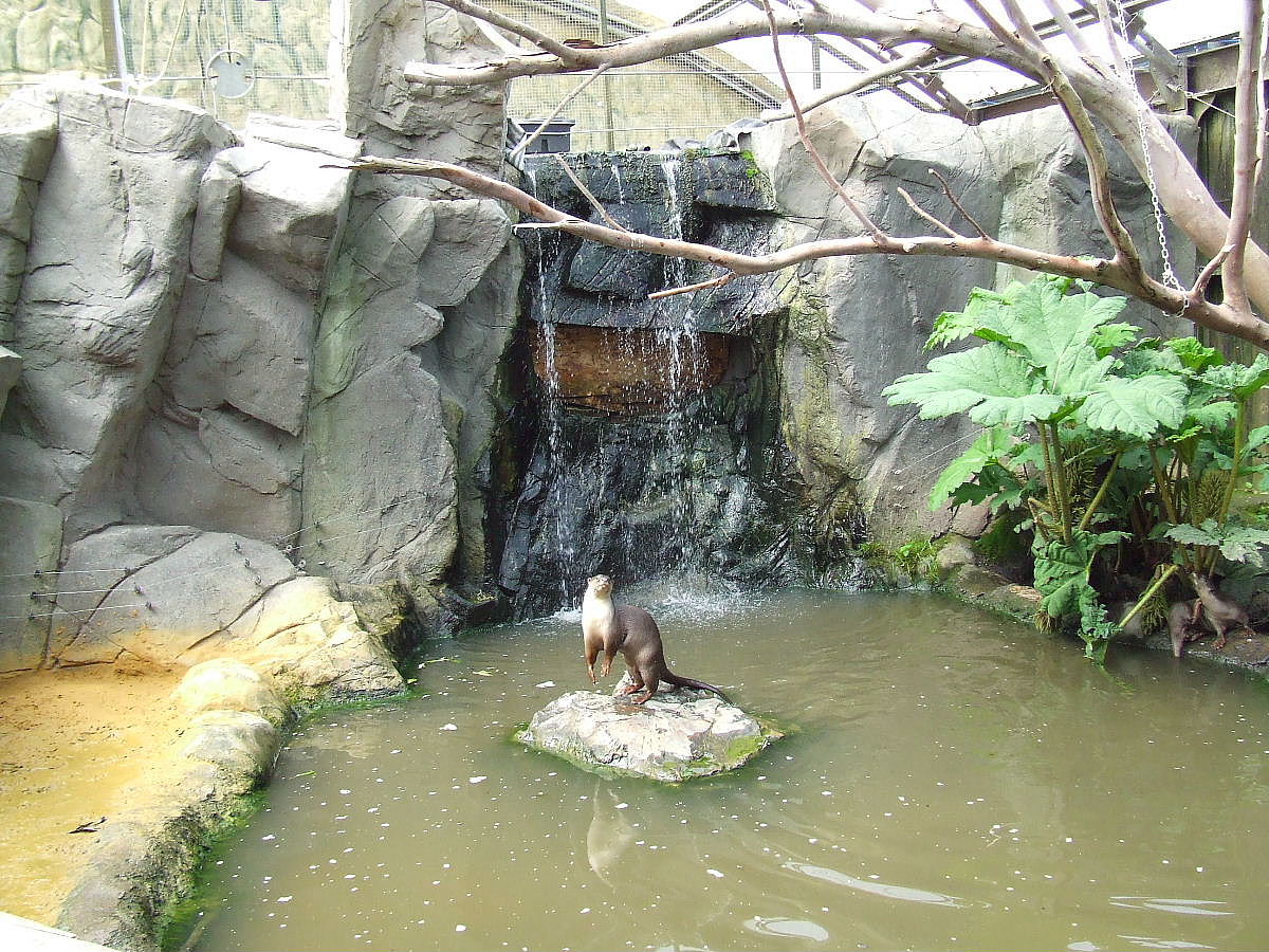 Smooth-coated Otter exhibit, Rare Species Conservation Centre, Sandwich