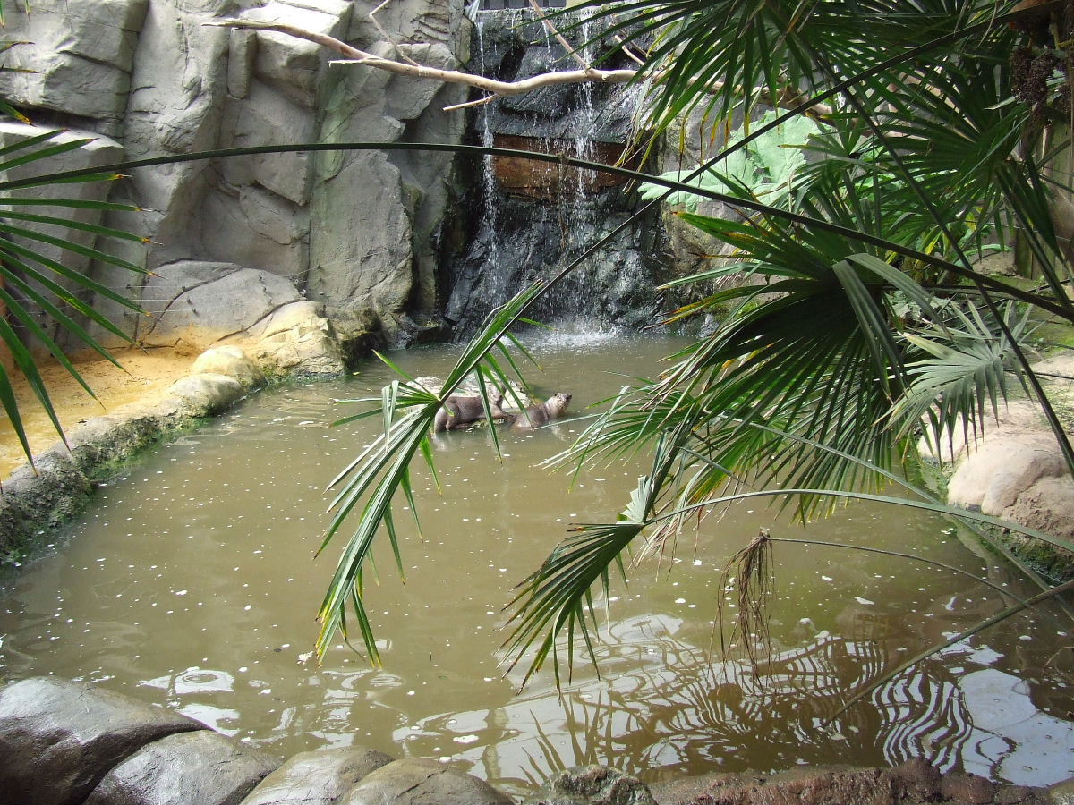 Smooth-coated Otter exhibit, Rare Species Conservation Centre, Sandwich
