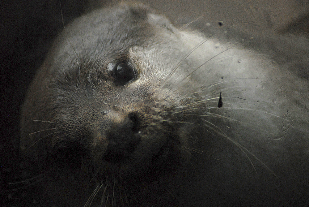 Smooth Coated Otter - Exmoor Zoo 2025