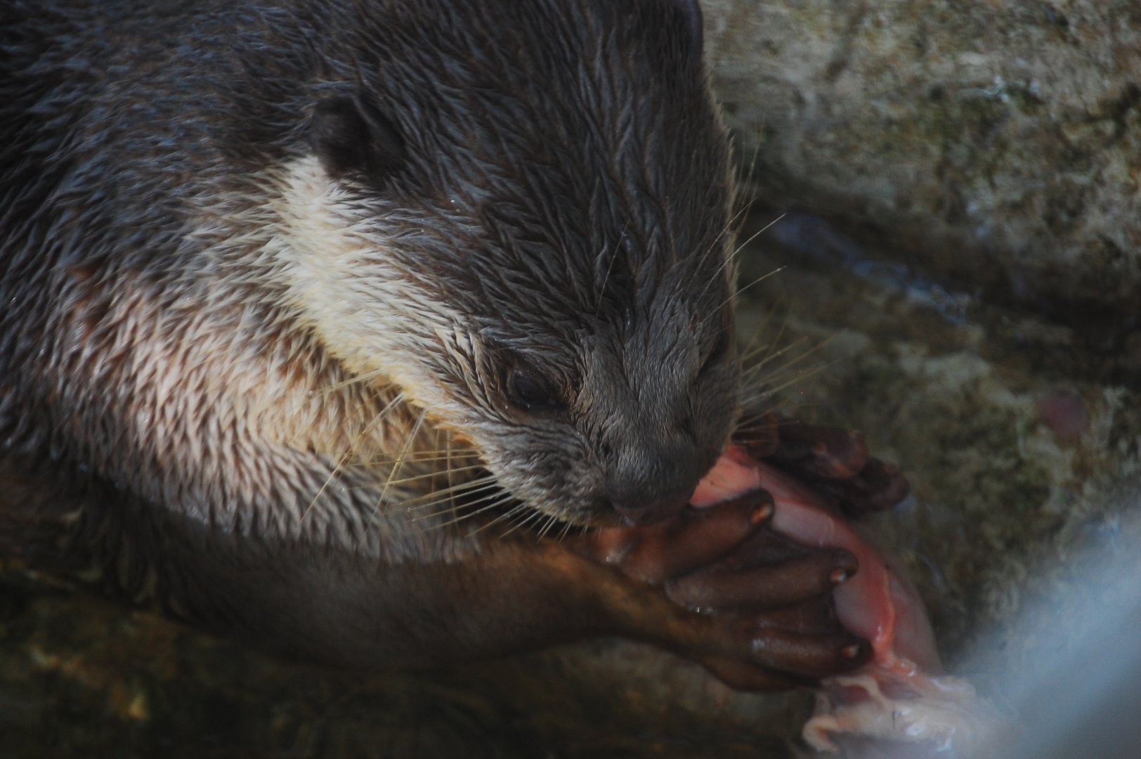Smooth-coated otter feeding - Lahore zoo 17/11/2019
