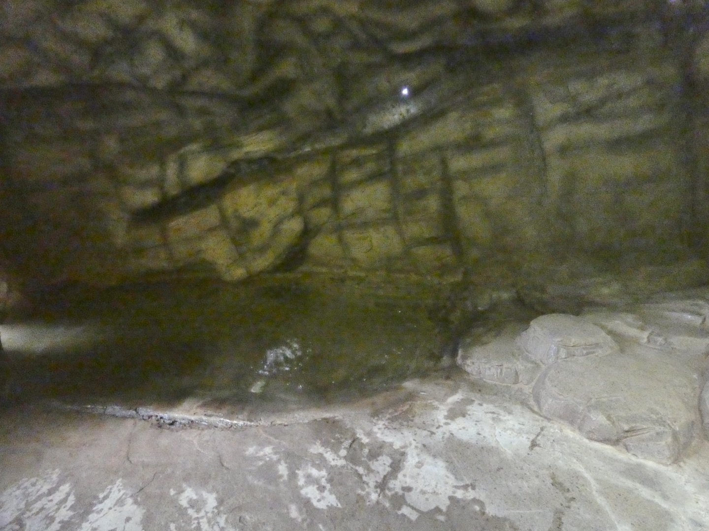 Smooth-coated otter indoor enclosure