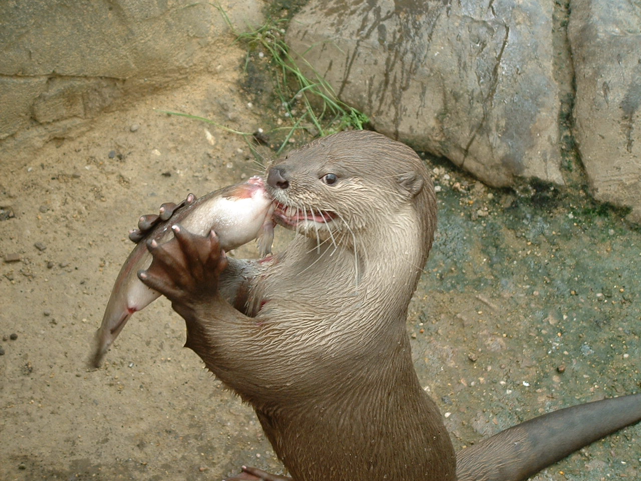 Smooth-coated Otter - July 2011