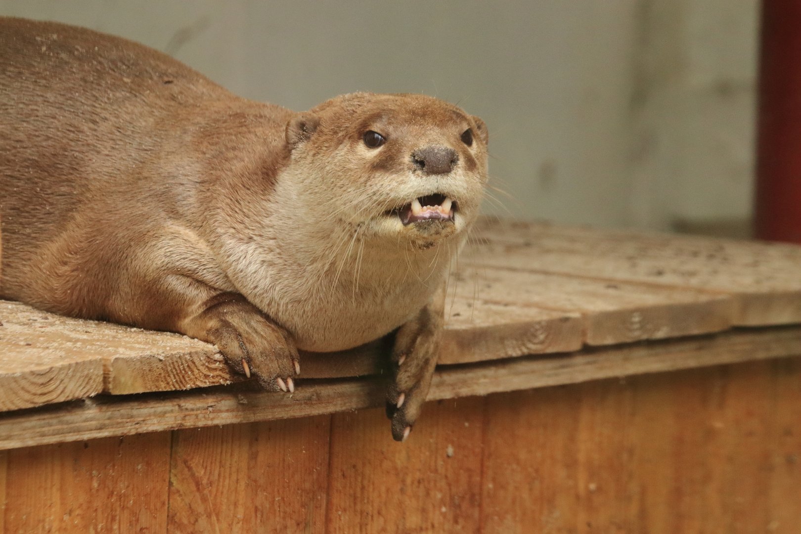 Smooth-coated otter (July 2020)