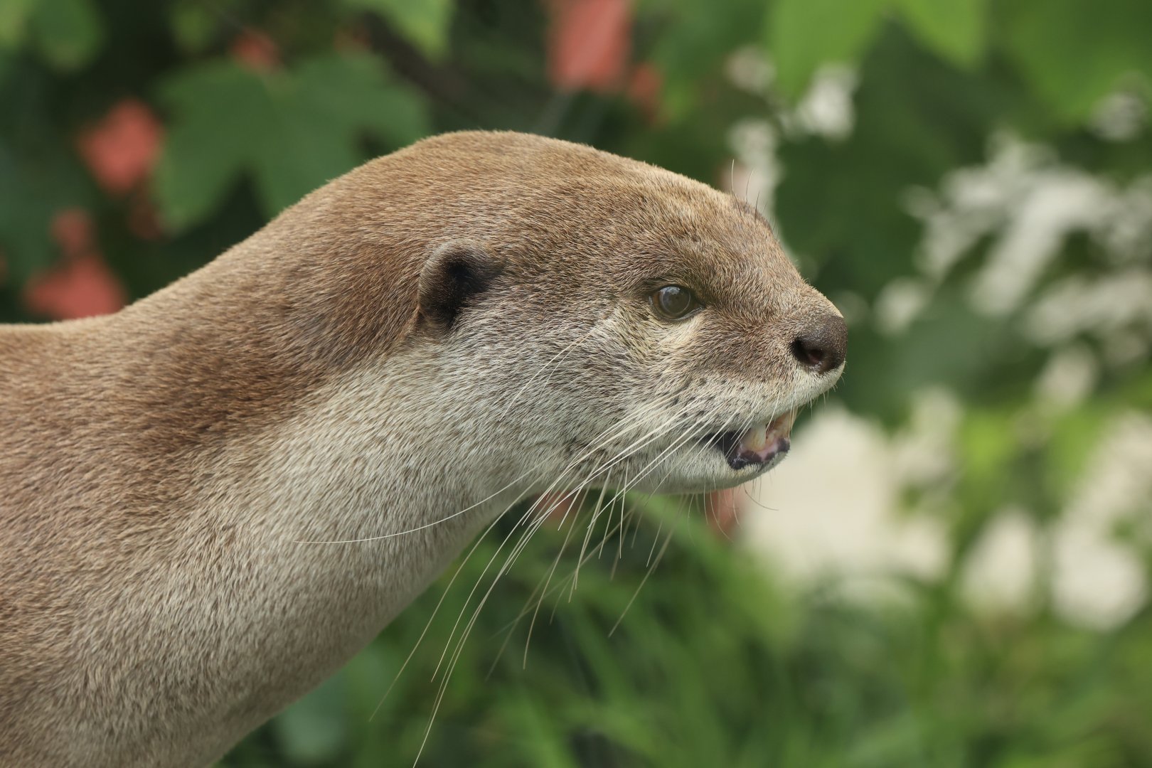 Smooth-coated otter (July 2021)
