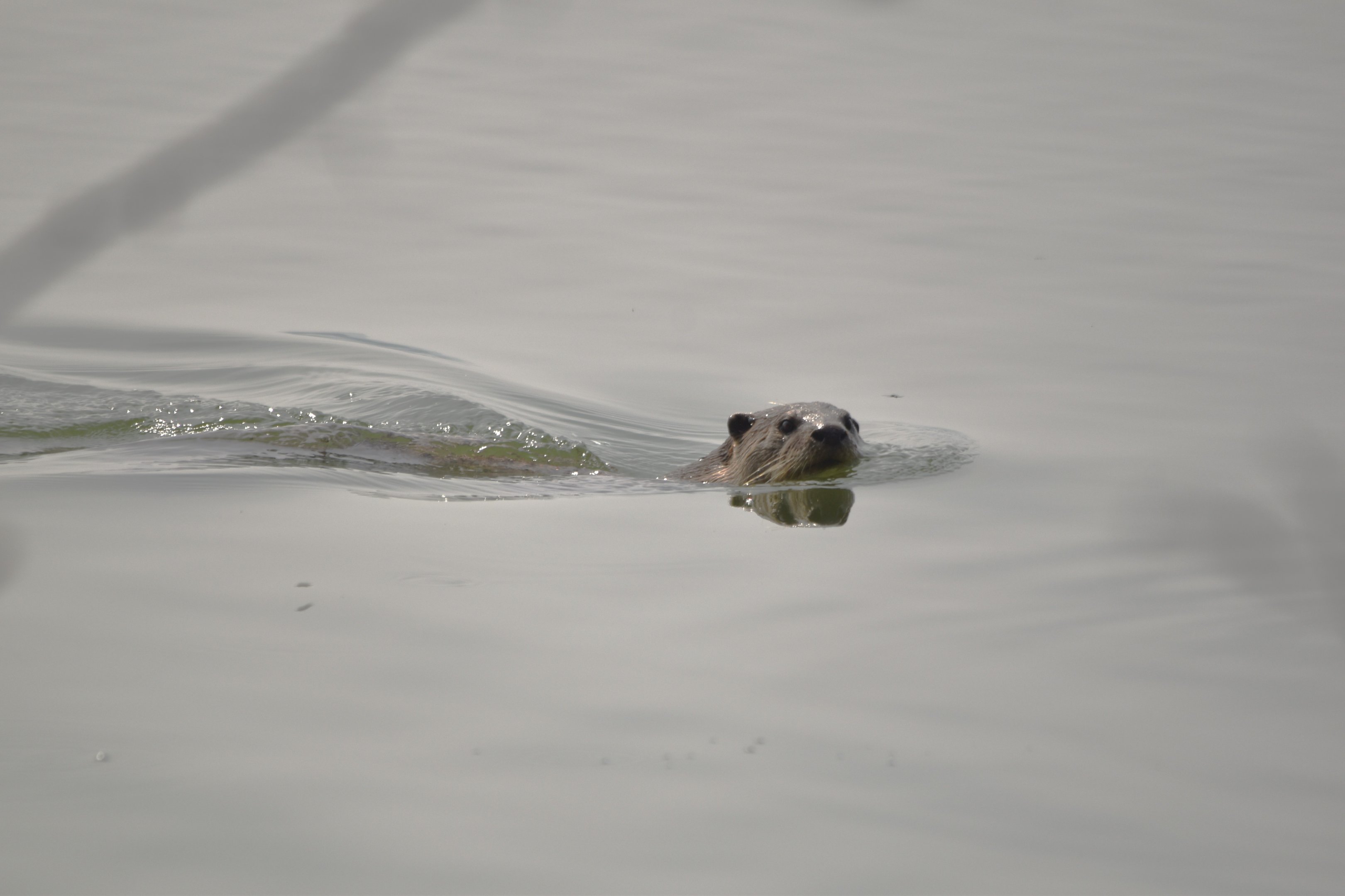 Smooth-coated Otter, Kabini River Lodge, 21st November 2024