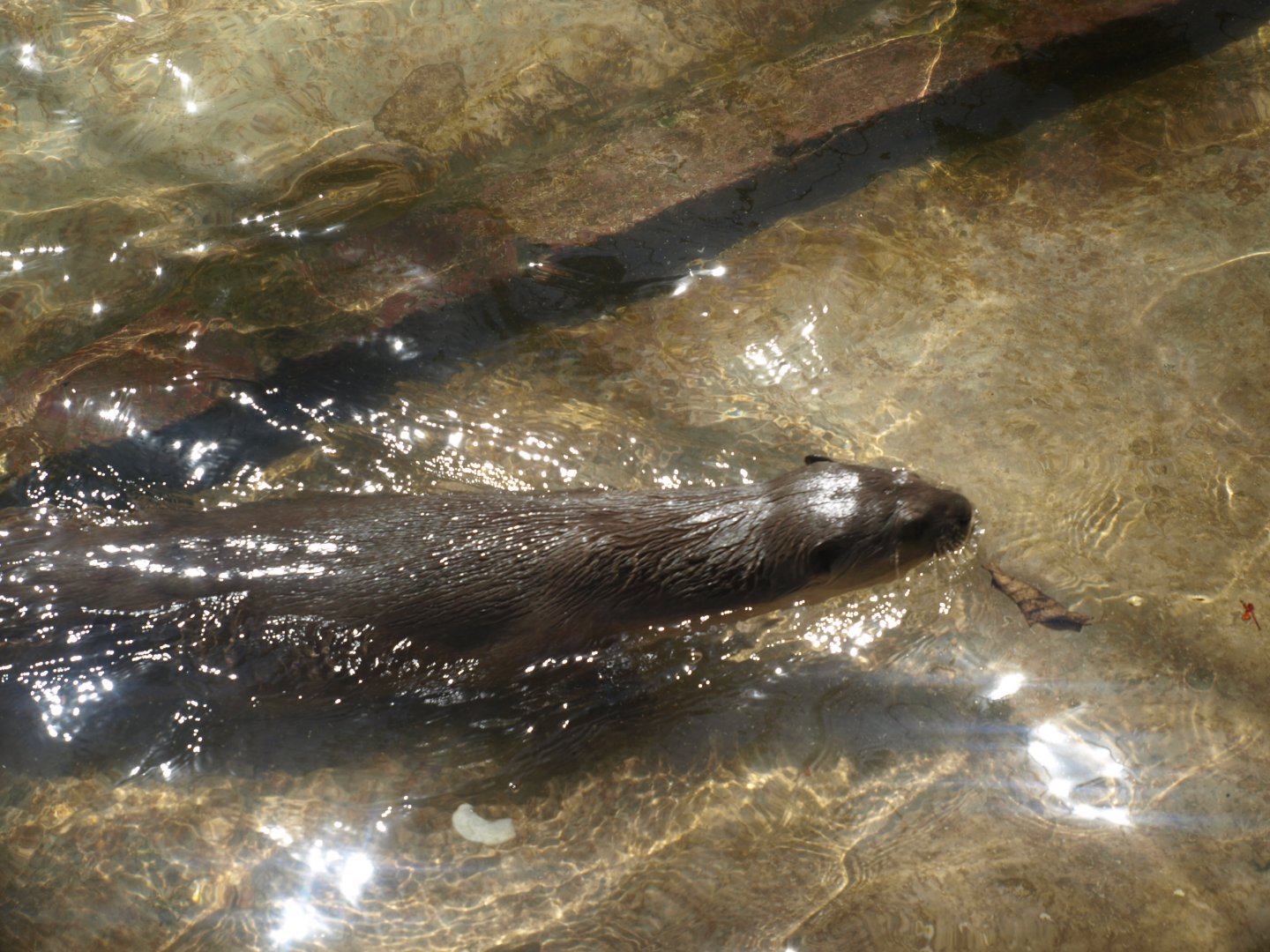 Smooth coated otter - Lahore zoo 8/4/2017
