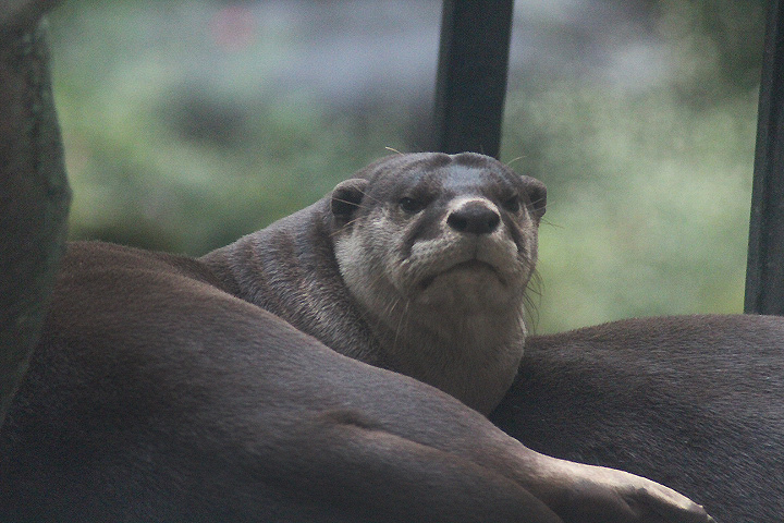 Smooth-coated otter (Lutrogale perspicillata perspicillata)
