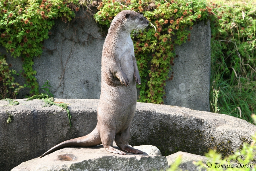 Smooth-coated Otter (Lutrogale perspicillata).