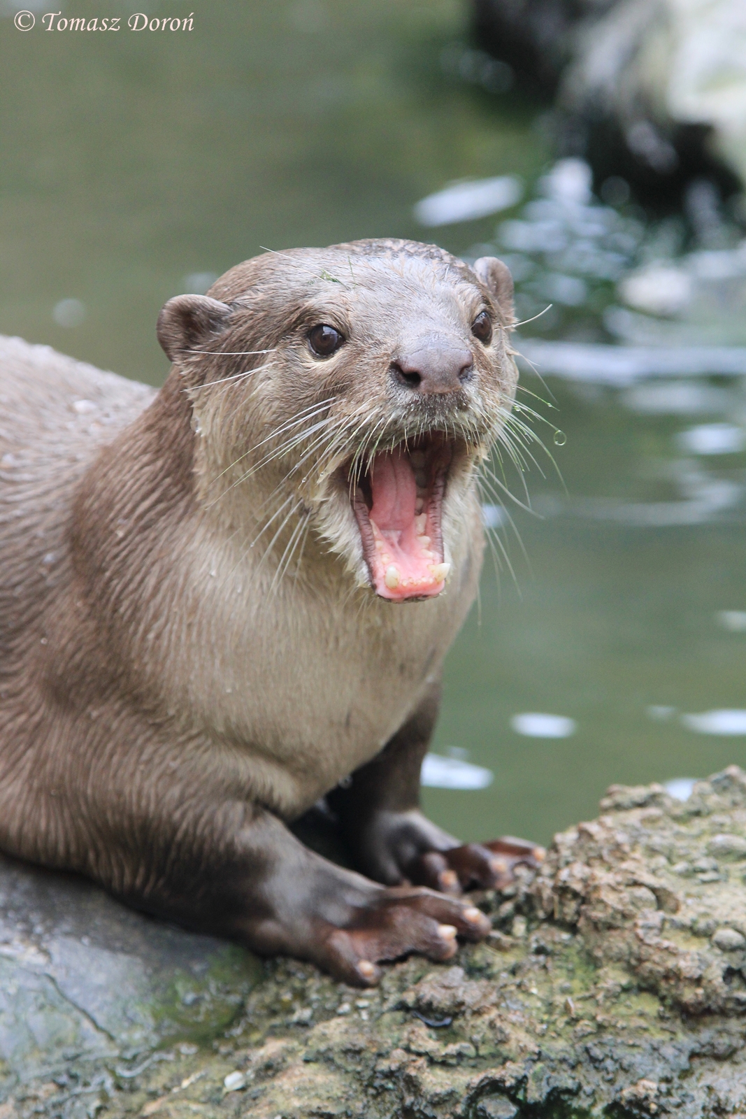 Smooth Coated Otter (Lutrogale perspicillata)