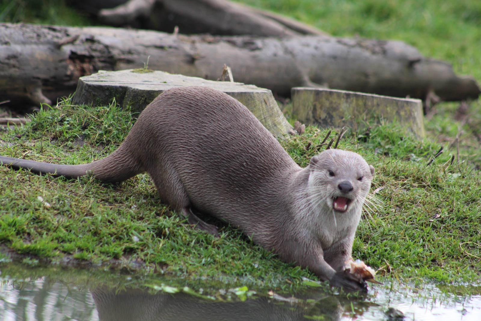 Smooth-coated otter (Lutrogale perspicillata)