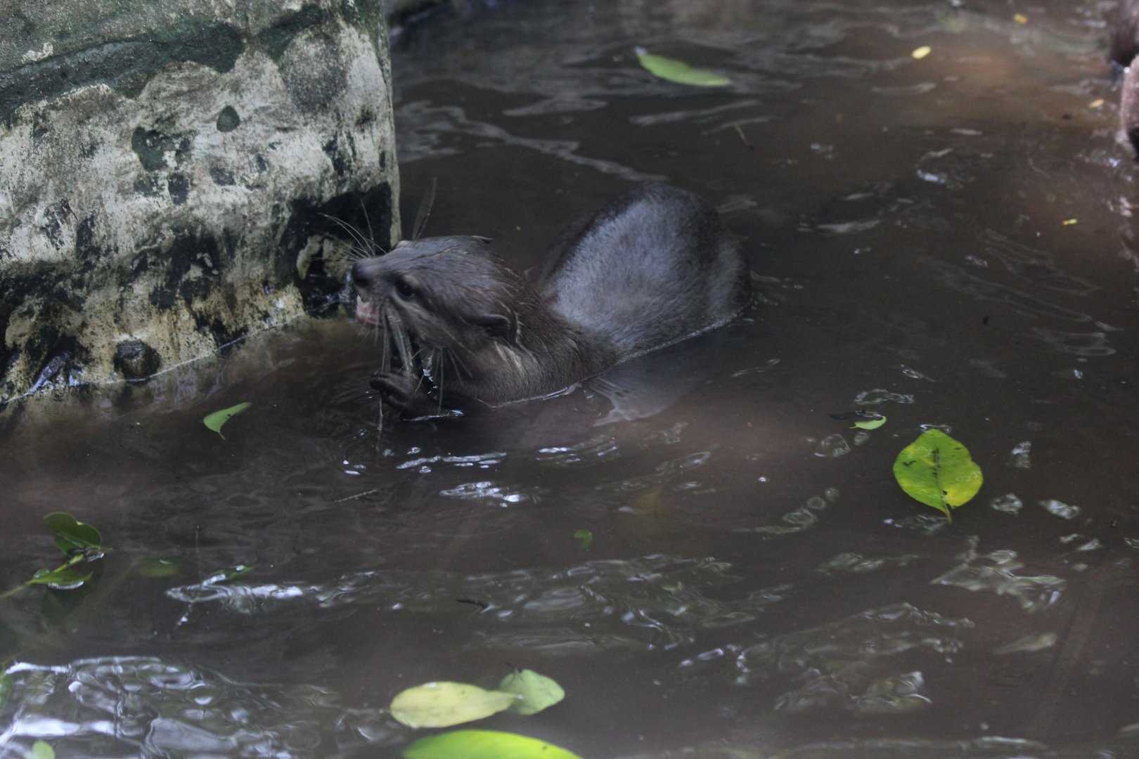 smooth-coated otter (Lutrogale perspicillata)