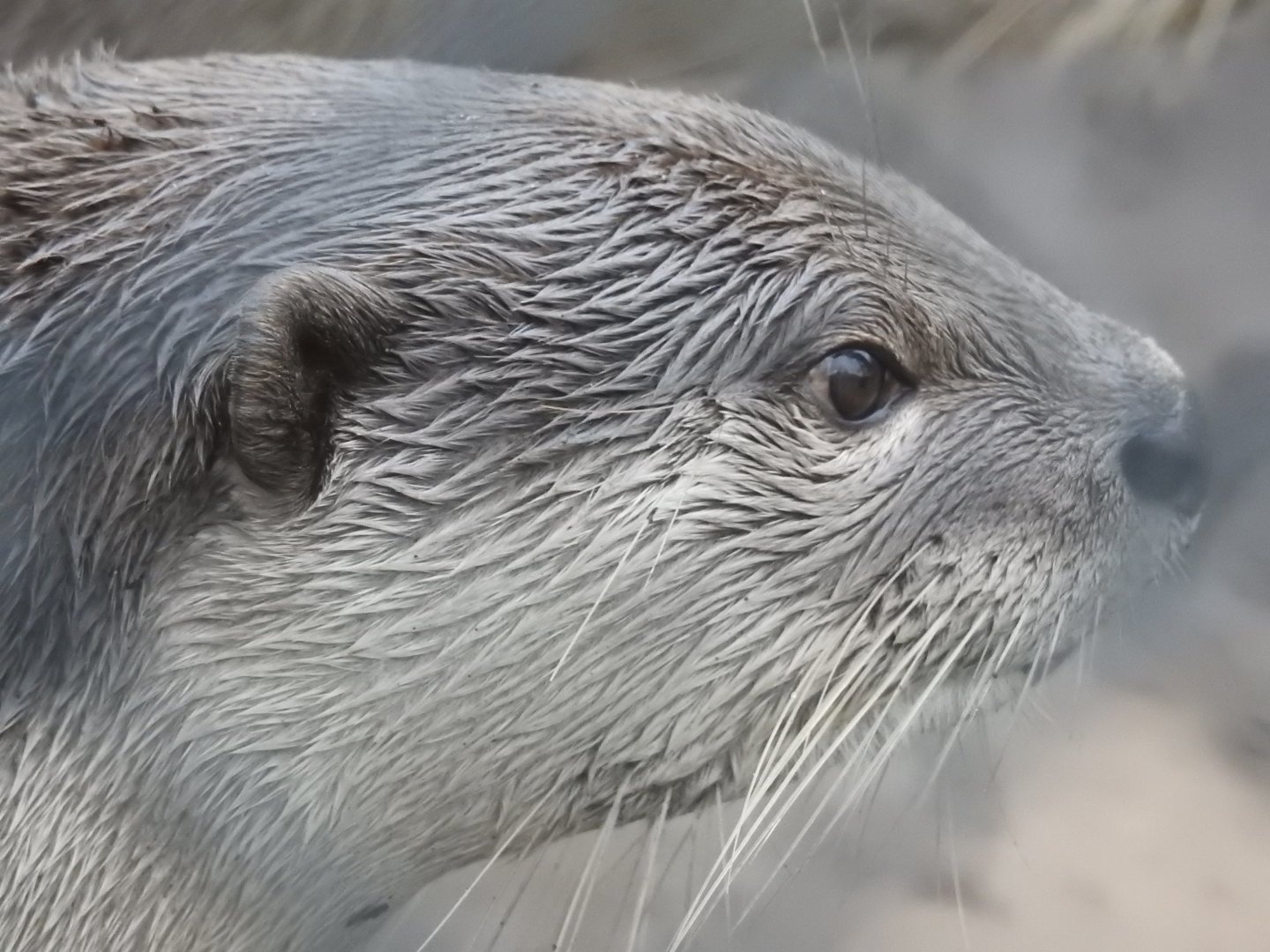 Smooth-Coated Otter (Lutrogale perspicillata)