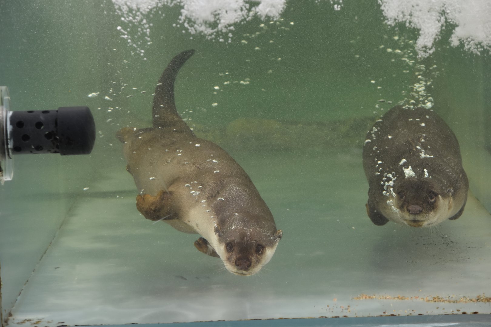 Smooth-coated otter (Lutrogale perspicillata)
