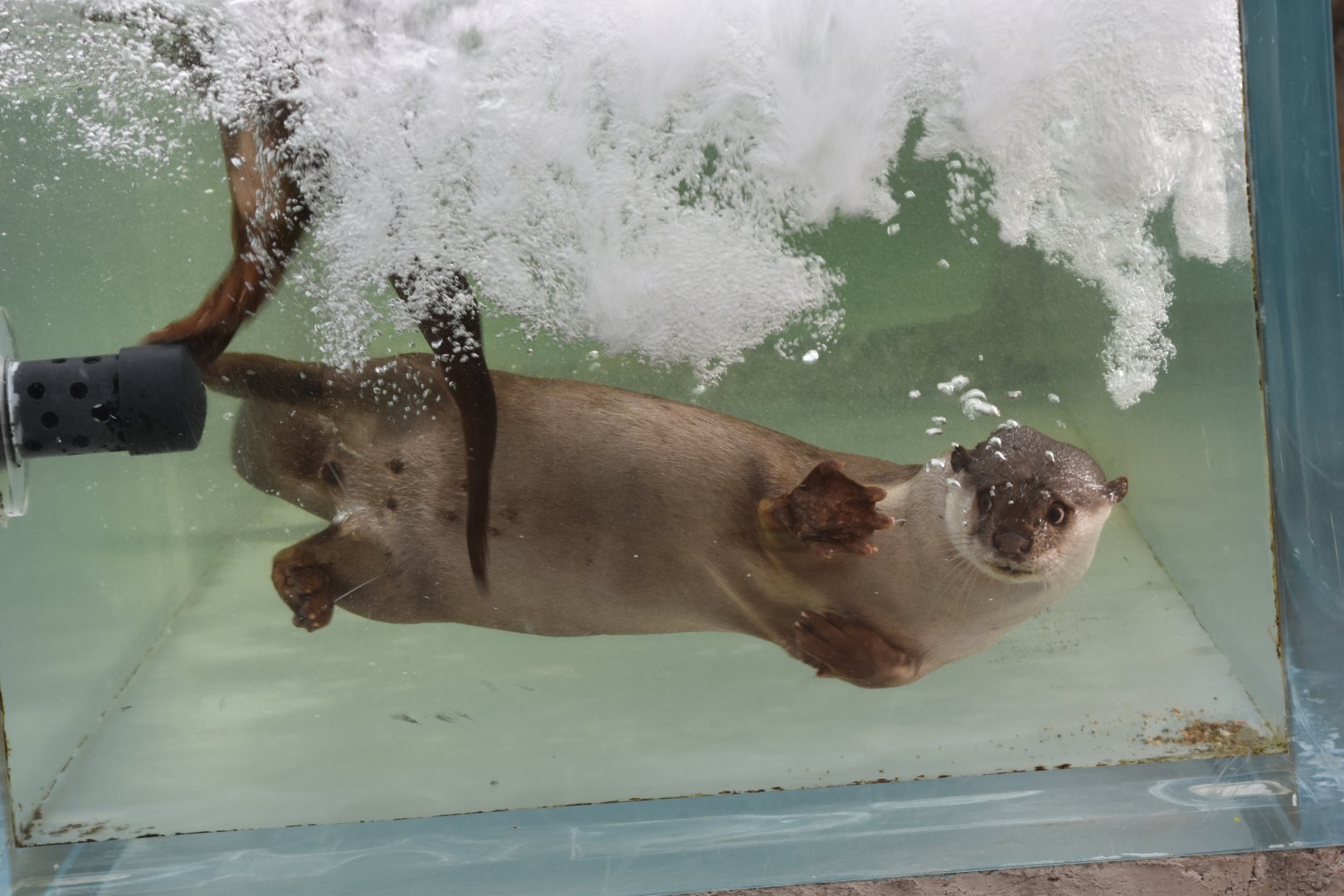 Smooth-coated otter (Lutrogale perspicillata)
