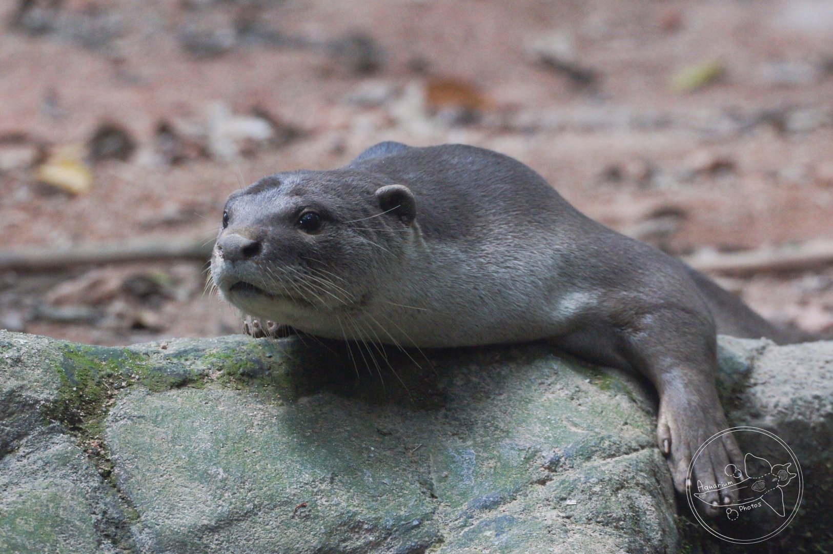 Smooth-coated Otter (Lutrogale perspicillata)