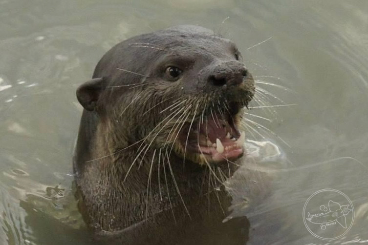 Smooth-coated Otter (Lutrogale perspicillata)