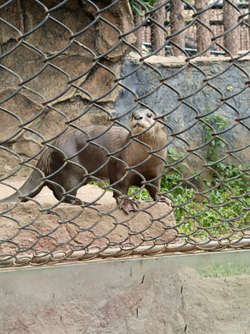 Smooth-coated Otter (Lutrogale perspicillata)