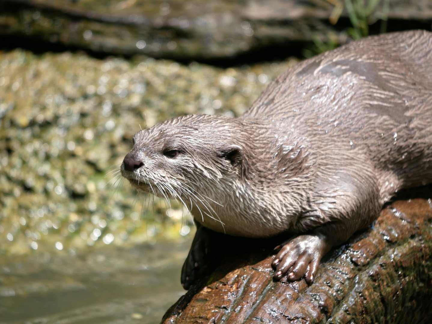 Smooth-coated otter (Lutrogale perspicillata)
