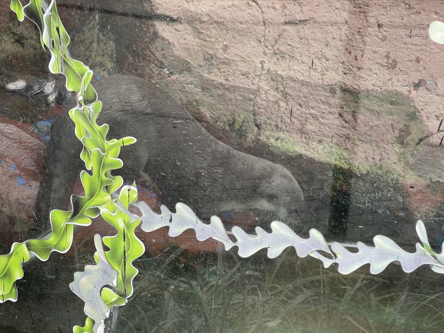 smooth-coated otter (lutrogale perspicillata)