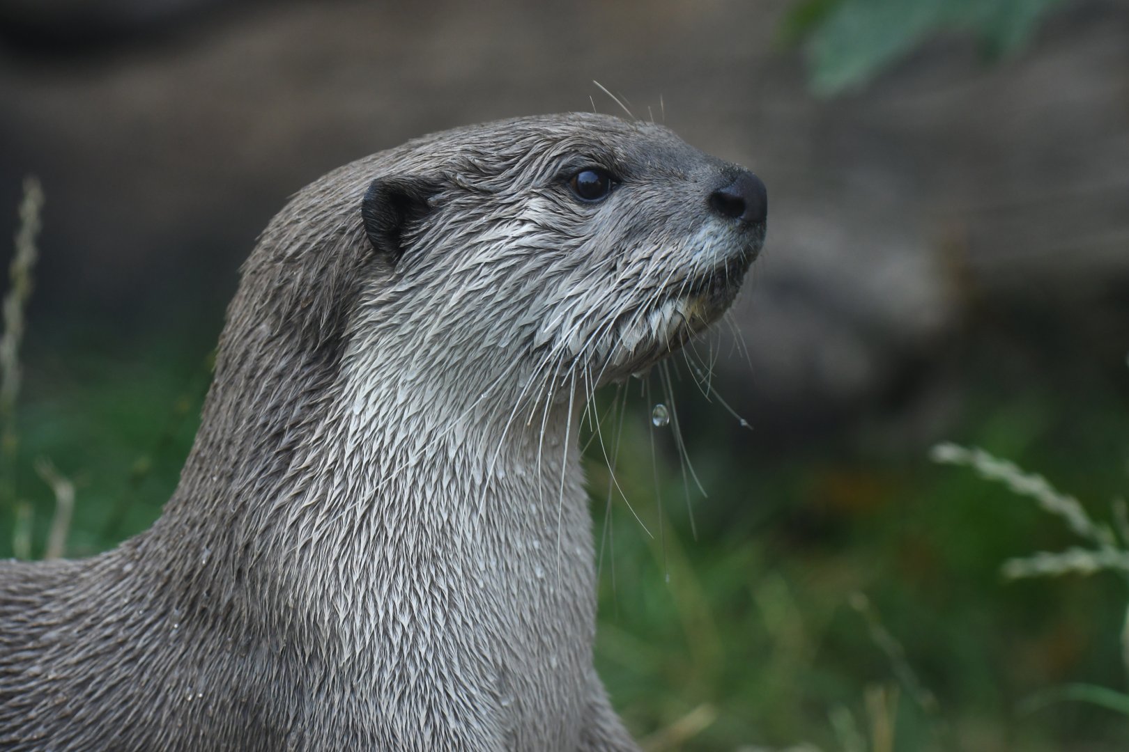 Smooth-coated otter (Lutrogalle perspicilatta)