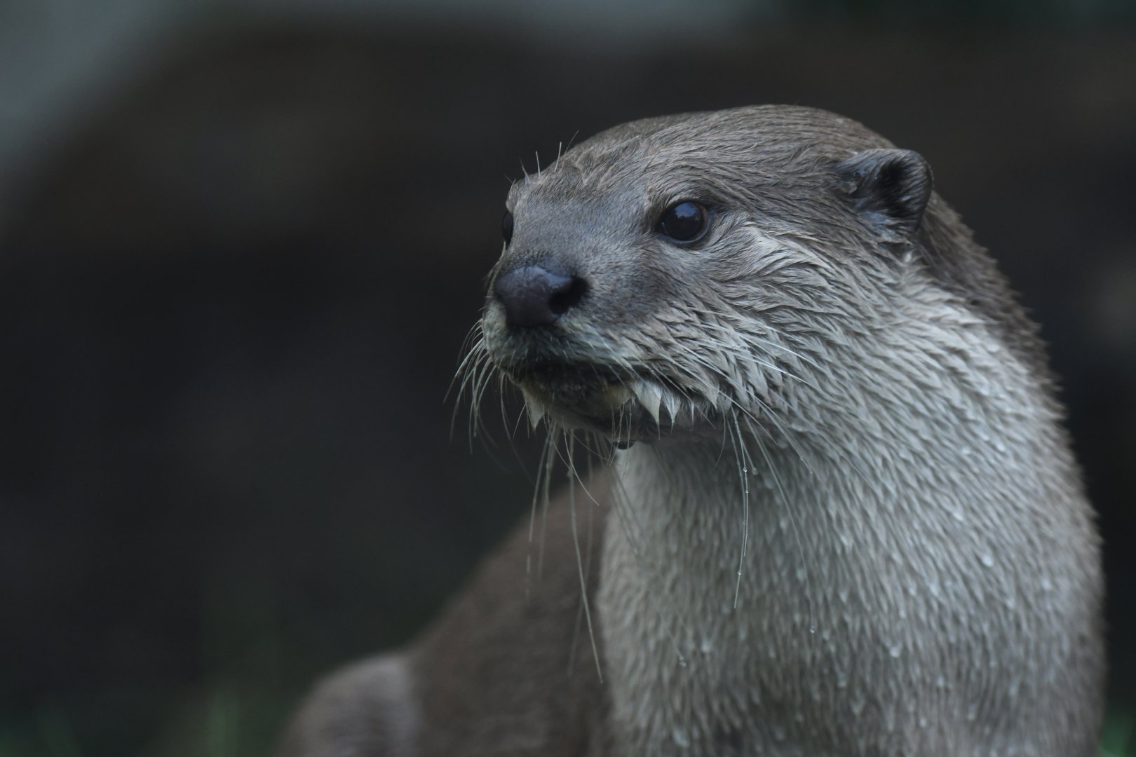 Smooth-coated otter (Lutrogalle perspicilatta)