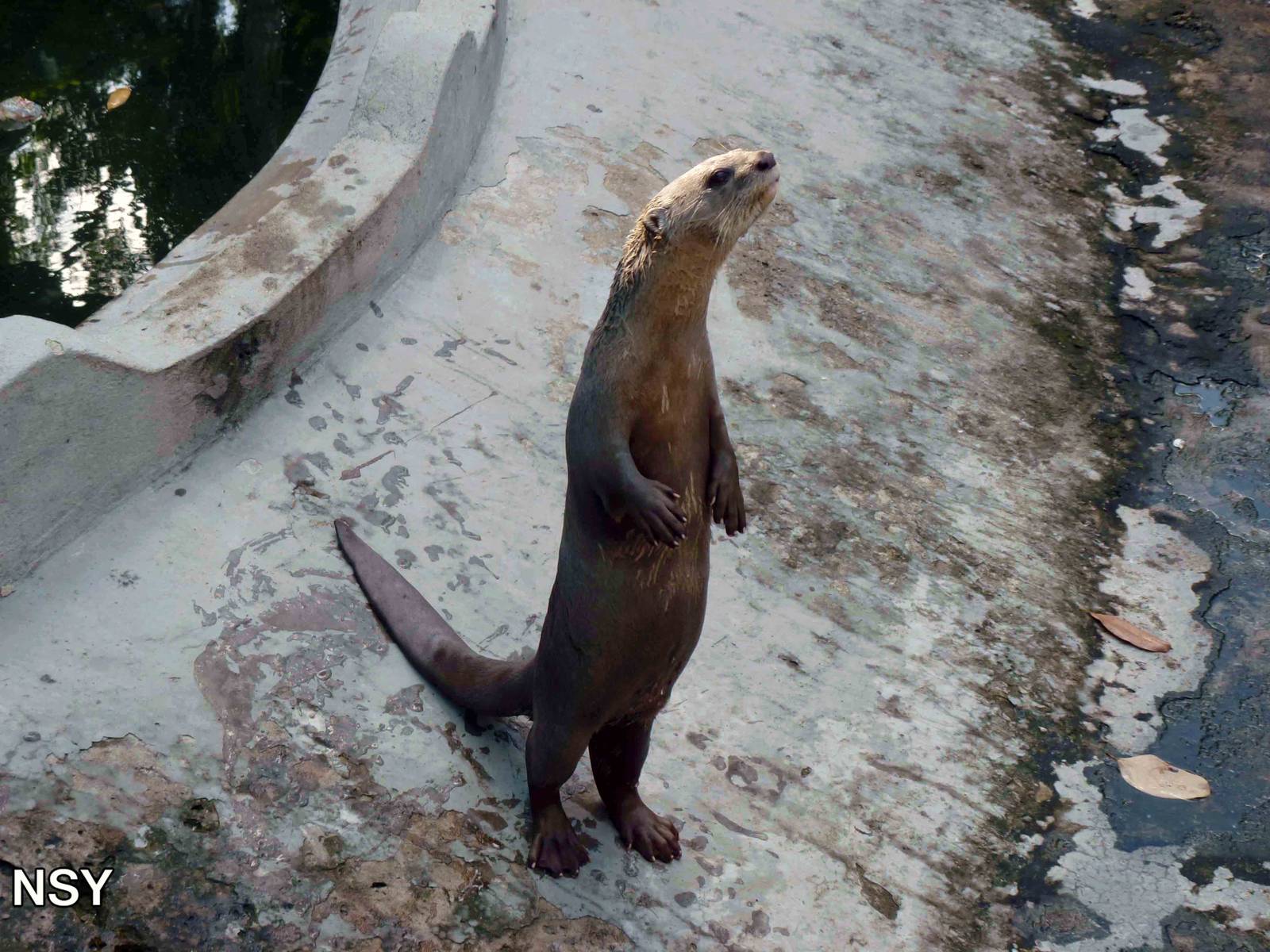 Smooth-coated otter, May 2013.