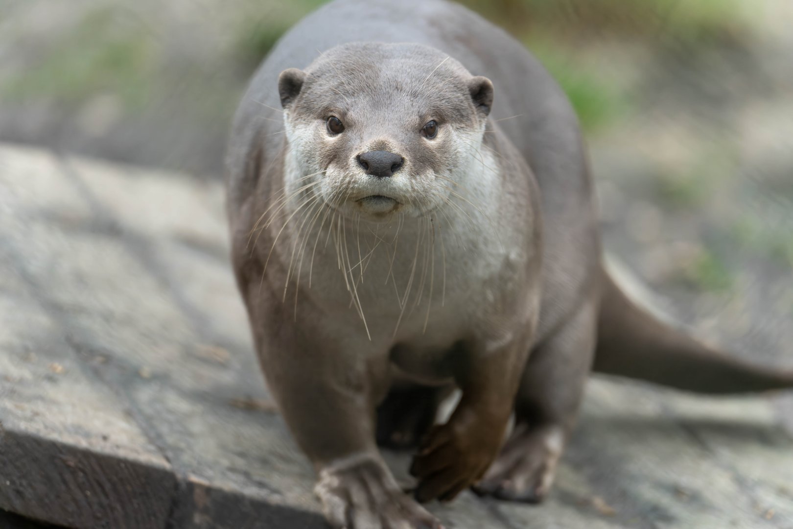 Smooth coated otter, New Forest Wildlife Park, UK