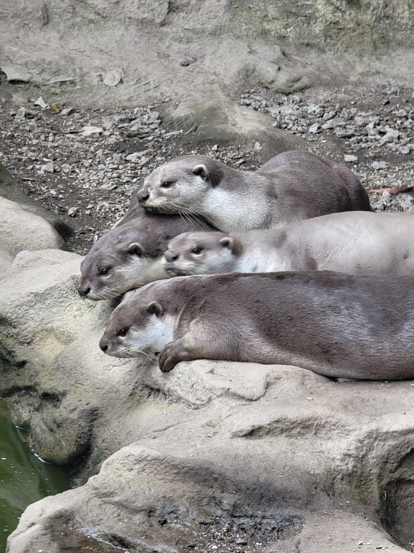 Smooth-Coated Otter pile