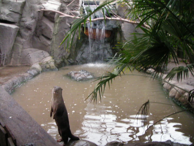 Smooth coated otter pool, RSCC, Kent