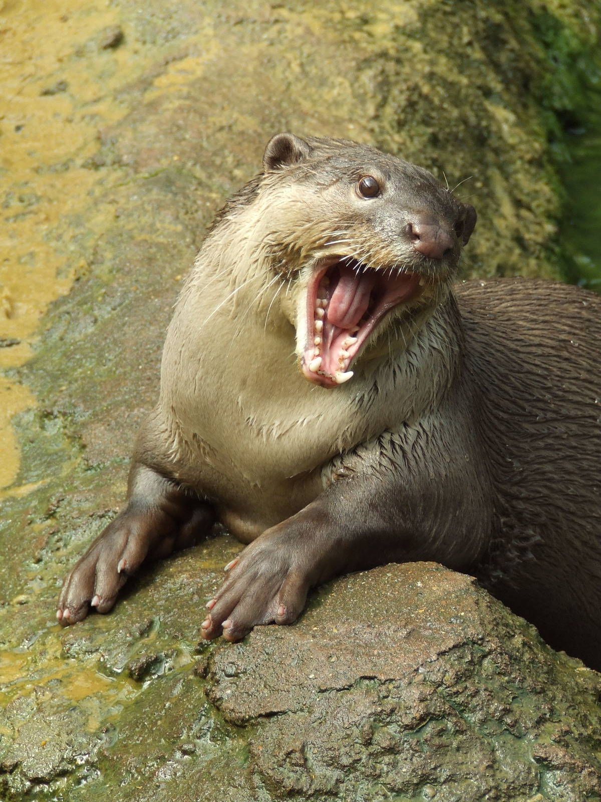 Smooth-coated Otter portfolio, Rare Species Conservation Centre, Sandwich