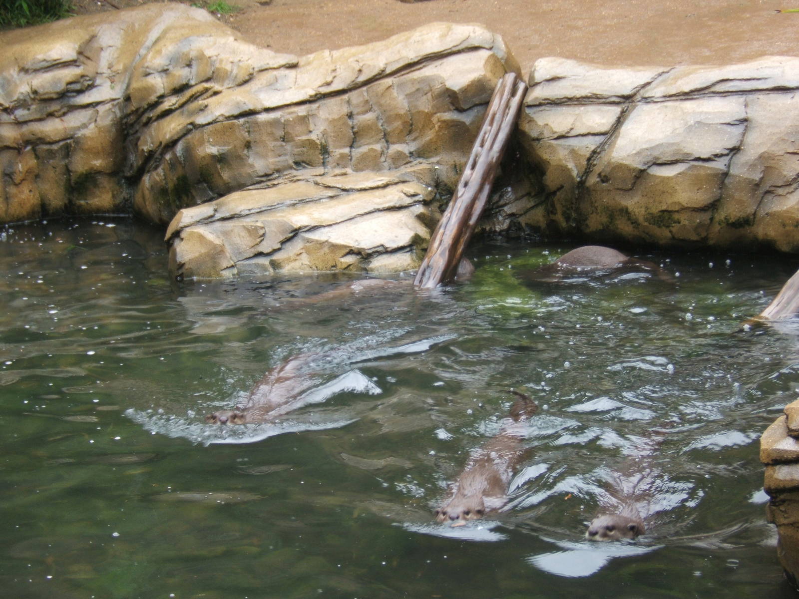 Smooth-coated Otter`s swimming in formation