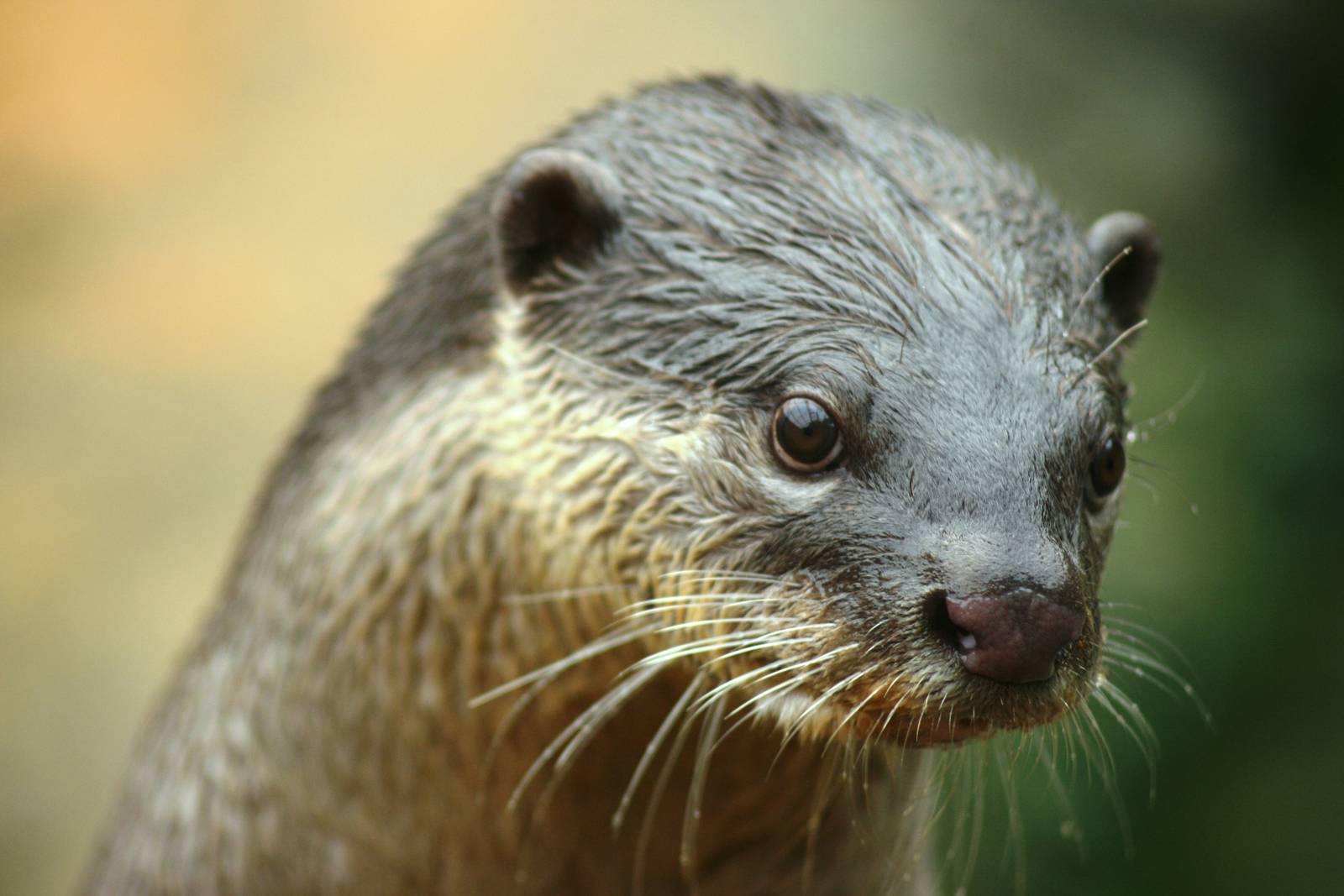 smooth-coated otter; Sandwich; 31st March 2010