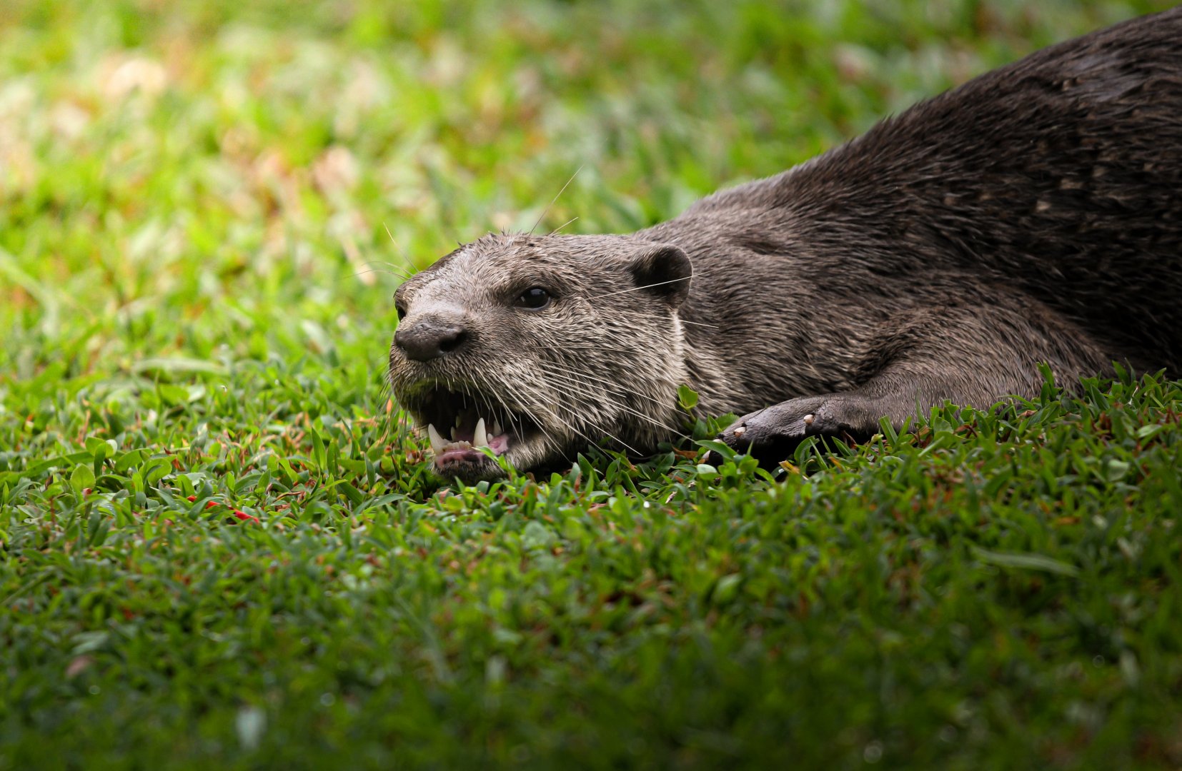 Smooth Coated Otter ~ Singapore Botanic Gardens