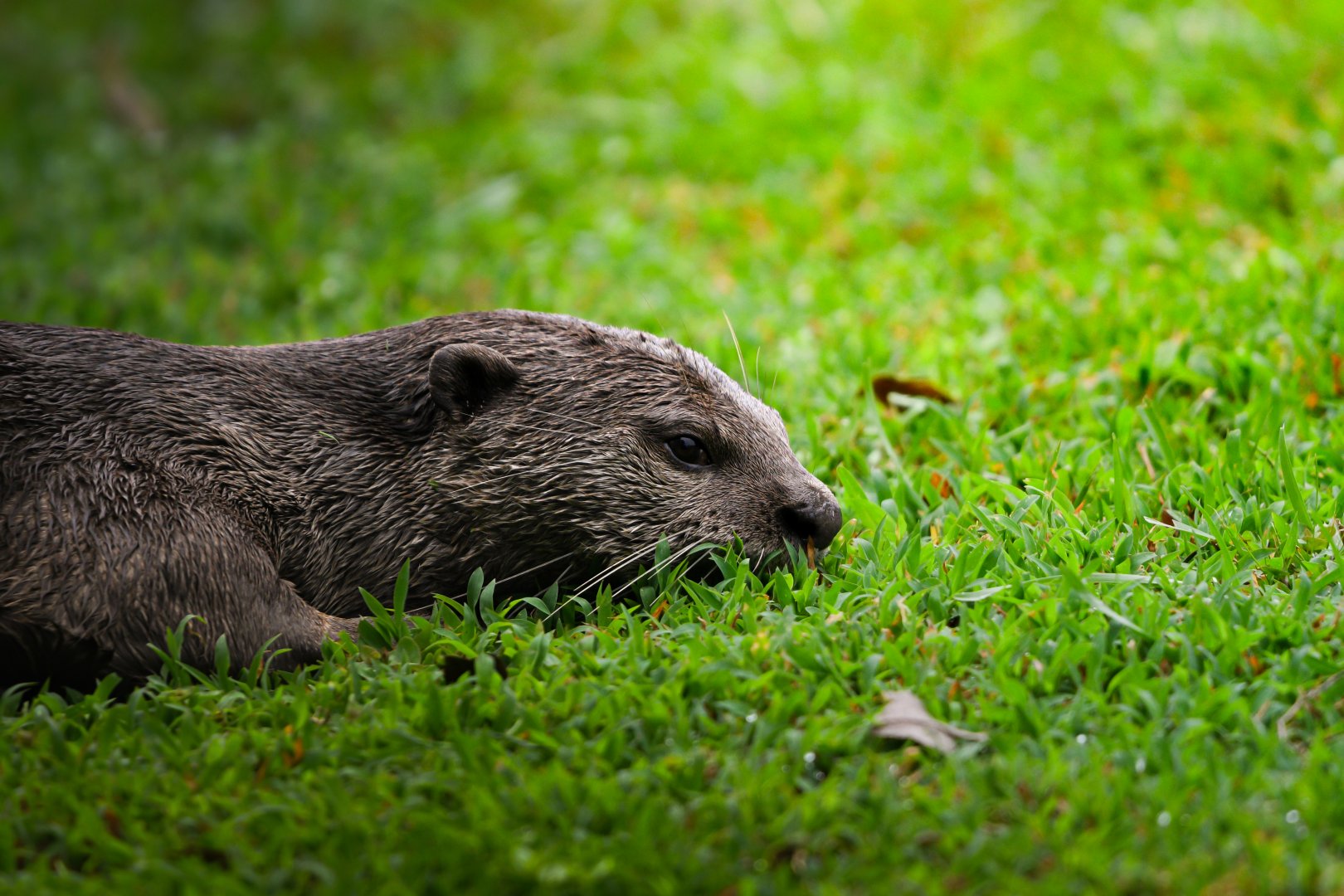Smooth Coated Otter ~ Singapore Botanic Gardens