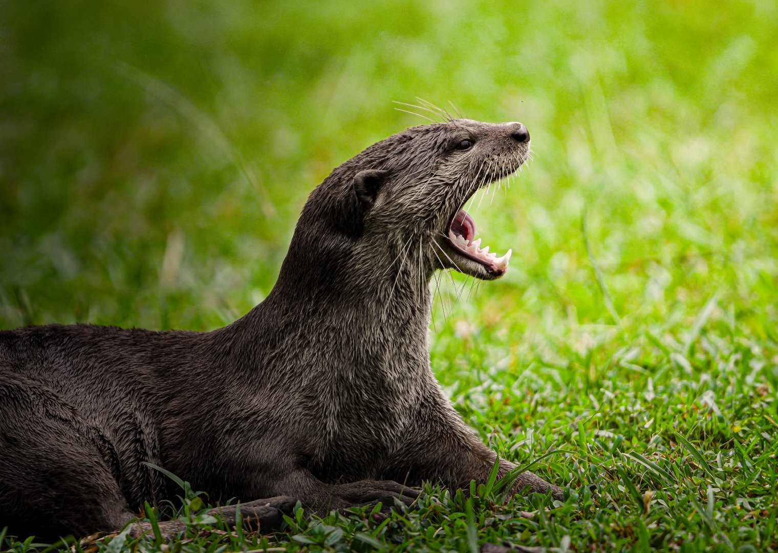 Smooth Coated Otter ~ Singapore Botanic Gardens