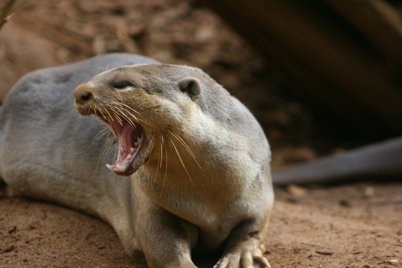 Smooth Coated otter yawning