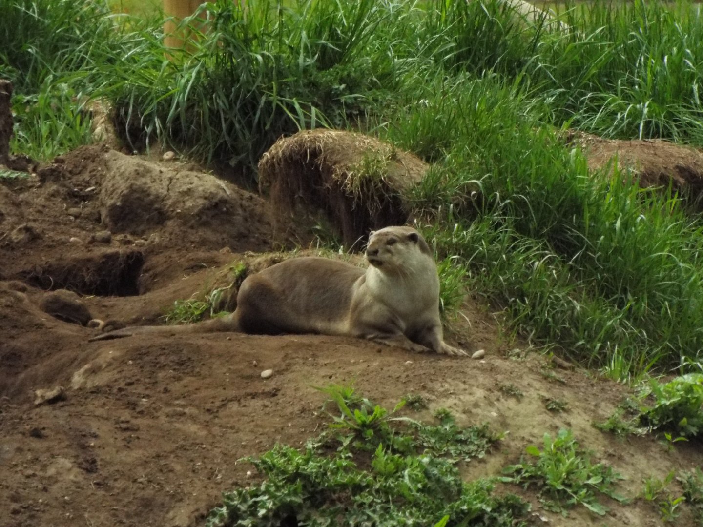 Smooth-Coated Otter - YWP