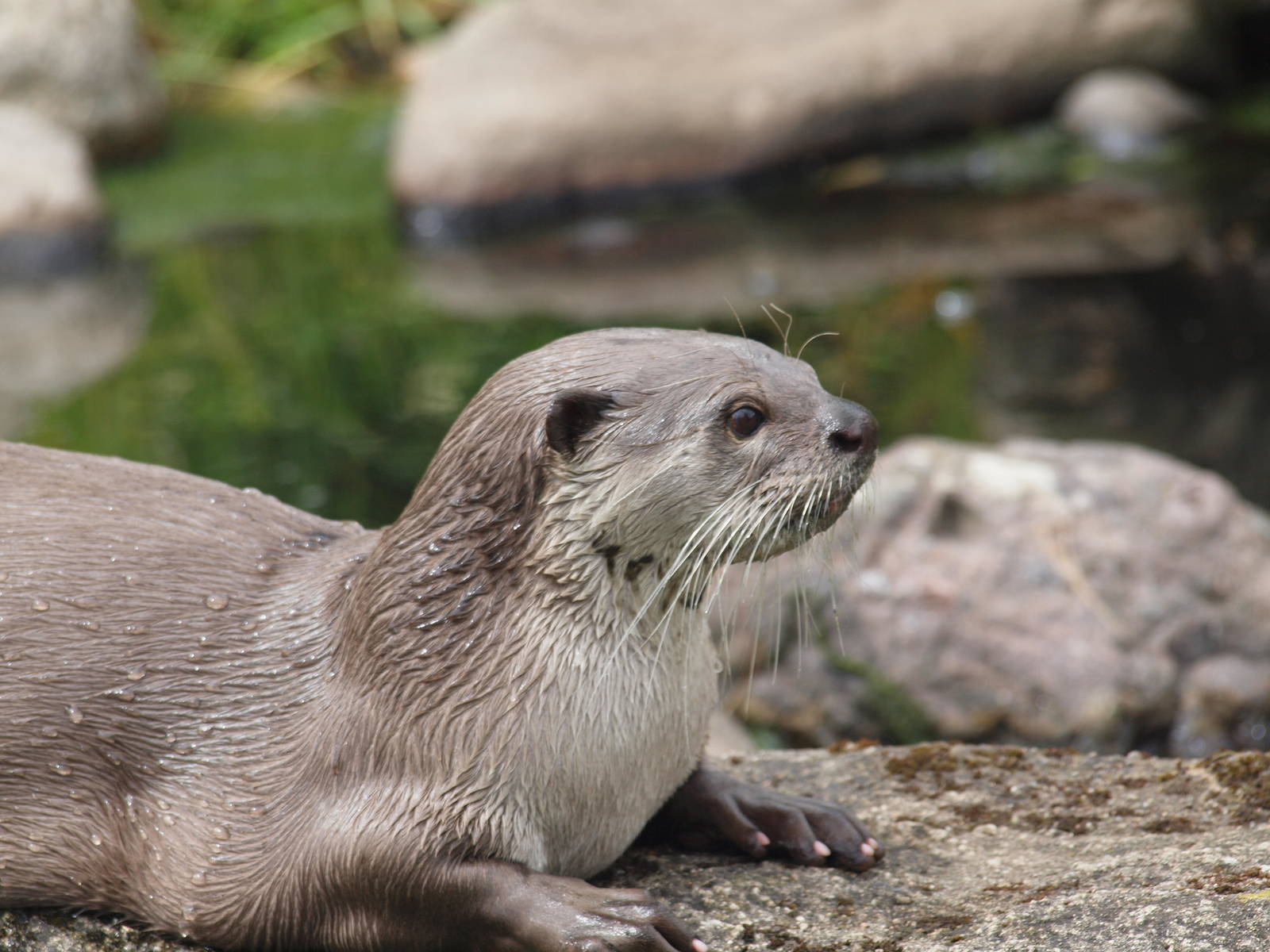 smooth coated otter