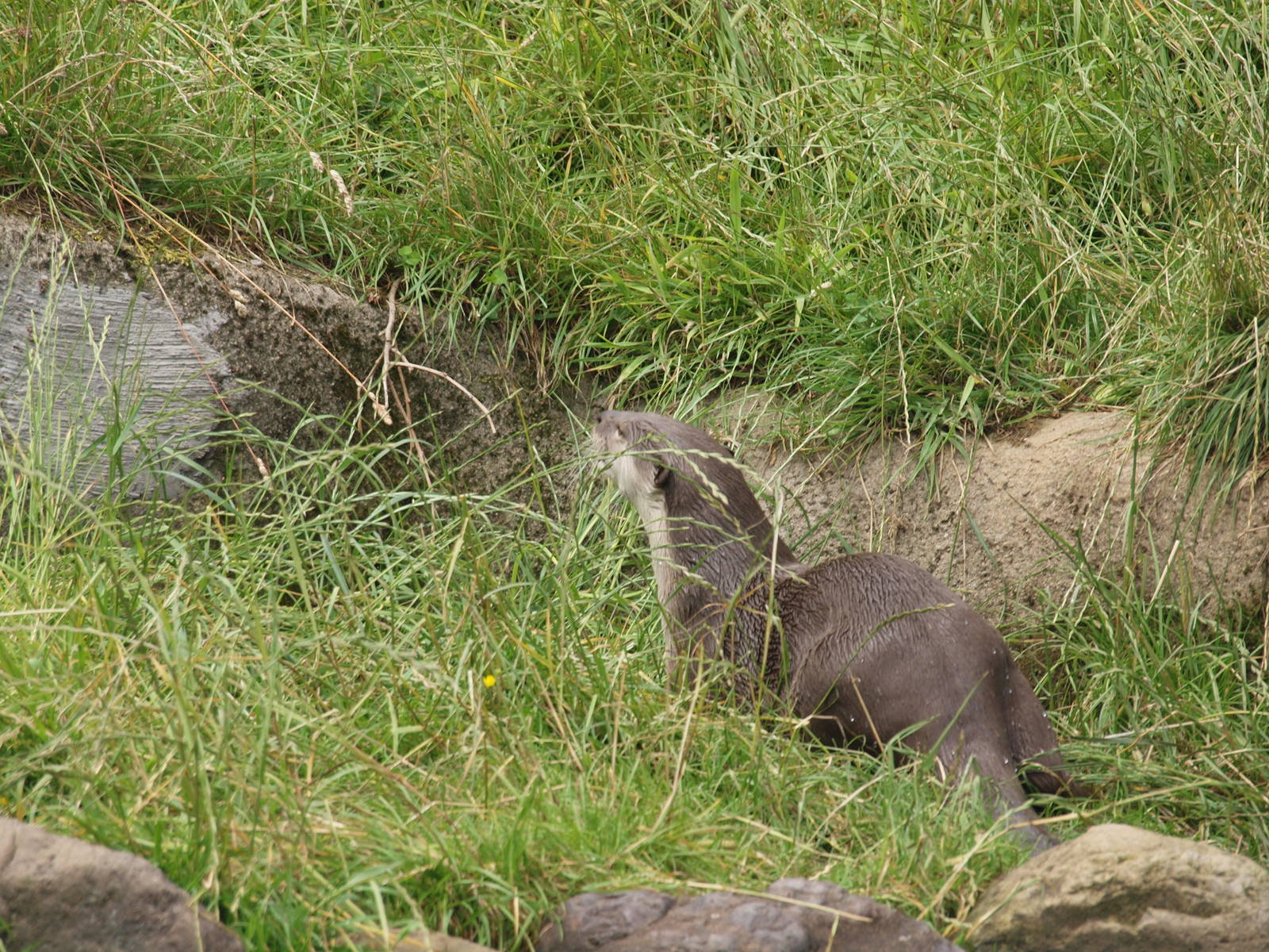 smooth coated otter