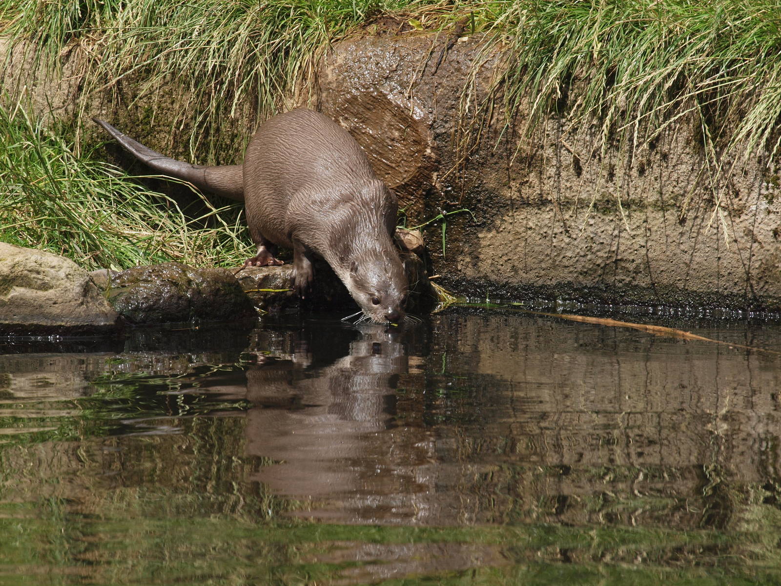 smooth coated otter