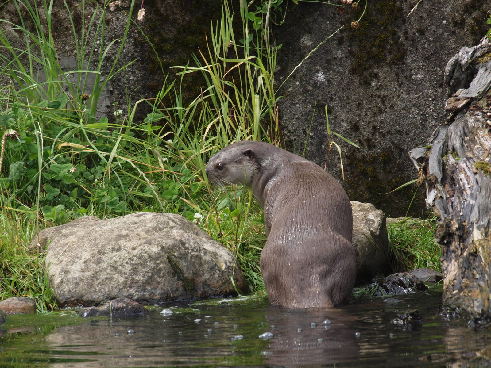 smooth coated otter